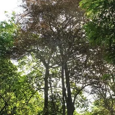 thumbnail for publication: Chrysophyllum oliviforme: Satinleaf